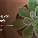 Confira Ideias de Decoração com Suculentas